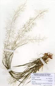 Image result for Sporobolus festivus