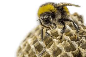 We specialize in termite control, pest control, bee removal, rodent control, and more for residential and commercial customers. Phoenix Bee Removal And Repair Services Includes Hive Removal