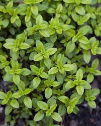 Marijuana plants may get yellowing leaves for several different reasons, so it can be hard to figure out the true root of the problem! Martha S Culinary Herb Garden Thyme Plant Edible Garden Herbs