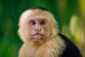 Sloths, monkeys and toucans