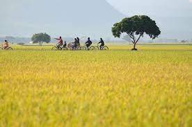 台灣台東縣池上鄉伯朗大道的 金城武樹 scenery nature landscape