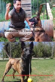 Dog Obedience Training Commands To Teach Your Dog Dog Dogs Animal Animals Love Teach Training You Dog Training Obedience Dog Training Training Your Dog