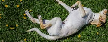 Though it doesn't serve the purpose it. Why Do Dogs Rub Themselves On The Ground Wag