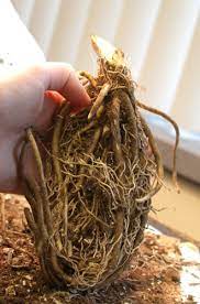 Most hosta flowers are not particularly showy, but they do attract hummingbirds. The Complete Guide To Growing Hosta How To Grow Hosta Bulb Blog