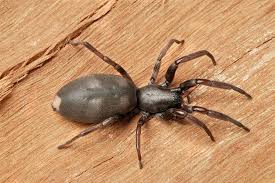 The 10 Most Venomous Spiders In Australia