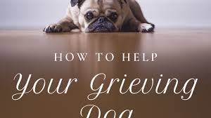 We did not find results for: How To Help A Dog That Is Grieving The Loss Of Another Dog Pethelpful