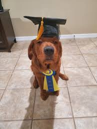 At puppy s pot, we only work with reputable golden retriever breeders who produce the healthiest golden retriever puppies for sale in the united states. American Kennel Club Akc Star Puppy At Far Fetched Tales Dog Training