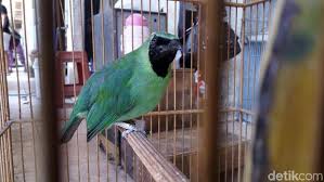 Cucak ijo adalah burung yang diminati orang. Ada Permen Lhk Pasar Burung Depok Solo Sepi Pembeli