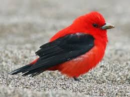 What does a northern cardinal sound like? Northern Cardinal Sounds All About Birds Cornell Lab Of Ornithology