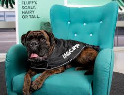 Highly professional, quality european pet transport service, pet courier, dog transport cat transport, pet travel service & animal transport service throughout the uk and europe. Iag Cargo Launches New Best In Class Pet Transport Service