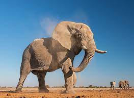 How long is an a. African Elephant Facts And Photos