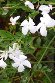 Image result for Jasminum dichotomum