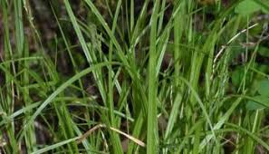 Image result for Carex leptosaccus