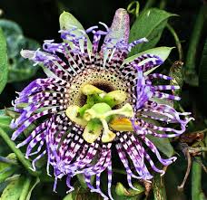 Flor De La Granadilla Granadilla Passion Flower Passiflora Ligularis Passion Fruit Flower Tropical Flower Plants Glowing Flowers