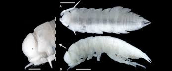 Image result for Gnidia inconspicua