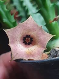 Image result for Huernia levyi