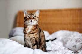 Um in ihrem schlafzimmer einen harmonischen gesamteindruck zu erzeugen, sollte ihr neuer schrank sich natürlich perfekt in ihren persönlichen einrichtungsstil fügen. Schone Haustier Katze Sitzt Auf Dem Bett Im Schlafzimmer Foto Vorratig Crushpixel