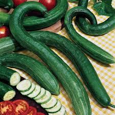 In order to maximize production, harvest fruits as soon as they reach picking size. Early Spring Burpless Hybrid Cucumber Seeds Park Seed