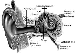 It is the largest of the ascending branches of the cervical plexus. Draw A Labelled Diagram Of Auditory Parts Of Human Ear And Explain How The Human Ear Works Sarthaks Econnect Largest Online Education Community