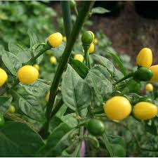 Maybe you would like to learn more about one of these? Big List Of Hot Peppers Stuffed Peppers Stuffed Hot Peppers Chilli Plant