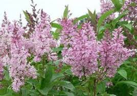 James macfarlane lilac syringa x prestoniae james macfarlane''. Late Lilac Syringa X Prestoniae James Macfarlane Blooms Two Weeks Later Than Common Lilac Landscape Nursery Plants Lilac