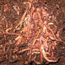 Image result for Red Wigglers