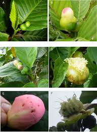 Image result for Dillenia