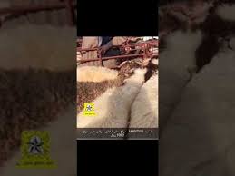 أسعار النعيم بحراج حفر الباطن السبت 1440 7 16 youtube