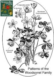 Image result for Oxalidaceae