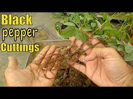 Start with the exact same steps as in method 1, but instead of placing your cuttings in water, place them in a small pot with moist potting mix, at least 1 inch deep. Growing Black Pepper Plant From Cutting Result Of 70 Days Youtube
