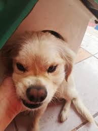 Thank you Kenna Tibbets Unruh for your donation.