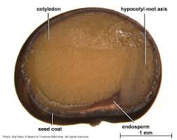 Image result for Dichilus