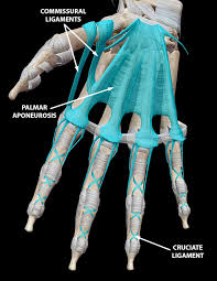 Image result for Finger Anatomy