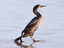 Bird Gulf Of California Pismo Beach