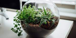 Cara membuat terrarium lebih lengkapnya bisa kamu ikuti tutorial berikut ini. 5 Kesalahan Yang Membuat Terrarium Mati Halaman All Kompas Com