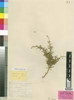 Image result for Crotalaria kapiriensis