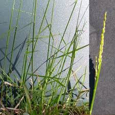 Image result for Entolasia