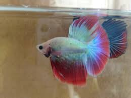 Permintaan pasar yang tinggi juga akan membuat. Jual Hiasan Aquarium Ikan Cupang Halfmoon Maskot Di Lapak Iksan Wijaya Bukalapak