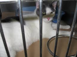 Founded in 1988, our mission is to bring the benefits of holistic wellness concepts to. Whiskers Holistic Petcare Blog Best Resource For Pet Owners