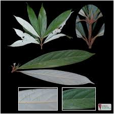 Image result for Actinodaphne