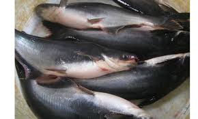 Mengutip dari livestrong, daging hanya dapat disimpan di kulkas dalam jangka waktu tertentu. Peluang Bisnis Budidaya Ikan Patin Untung 30 Jt Sekali Panen