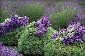 The most common fresh lavender flowers material is soy. Fresh To Dried Lavender