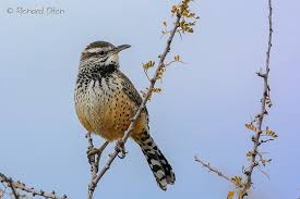 Ideal video for students studying gcse geography on the aqa spec. Cactus Wren Encounter Nikon 1 System Talk Forum Digital Photography Review