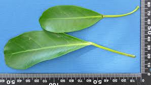 Image result for Ficus craterostoma