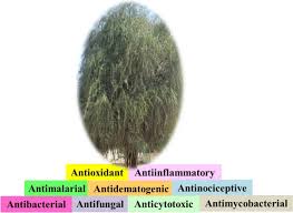 Image result for Gymnosporia arenicola