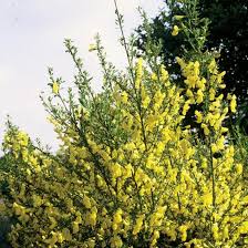 Gewohnlicher Besen Ginster Cytisus Scoparius Besenginster Naturgarten Pflanzen