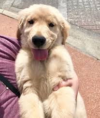 I am very busy and don…. Pin On Aurora Goldens