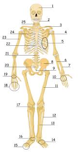 Hand bones anatomy and structure we use our hands in performing so many minor as well as major activities. Human Skeletal System