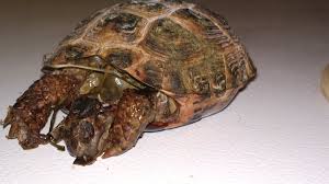 Find the right litter box for your cat. Peta On Twitter At Petsmart Supplier This Dead Rotting Tortoise Was Found In A Tub With 14 Live Animals Https T Co Oeistupvxj Https T Co Zhaez9dg88