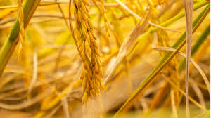 Rice plants have been modified to increase micronutrients such as vitamin a, accelerate photosynthesis, tolerate herbicides, resist pests, increase grain size, generate nutrients. Fighting Malnutrition Golden Rice And The Eu S Gmo Conundrum Euractiv Com